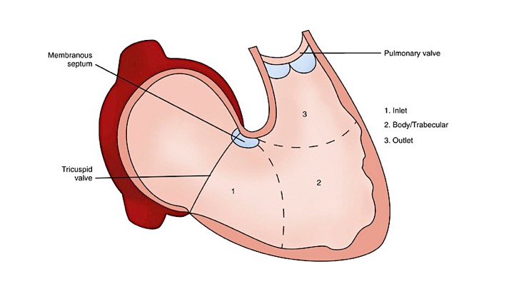 right heart chambers