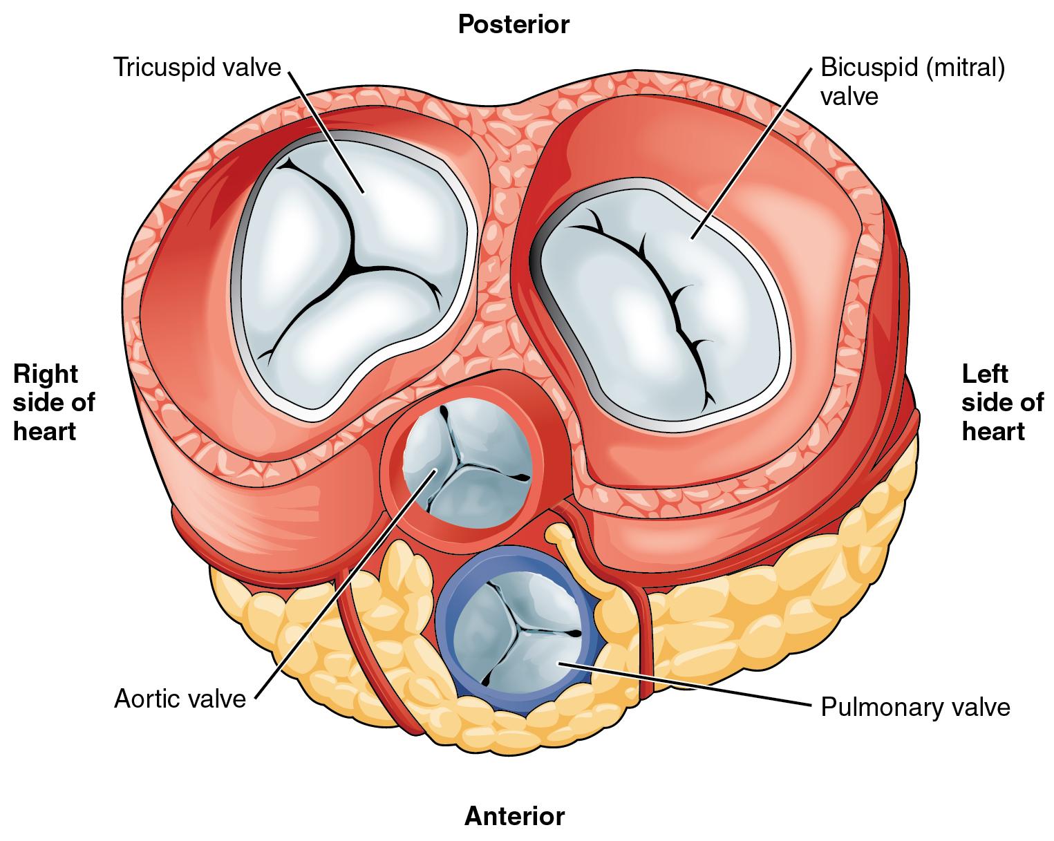 Valvular Emergencies Part 1 Diagnosis and Management of Severe