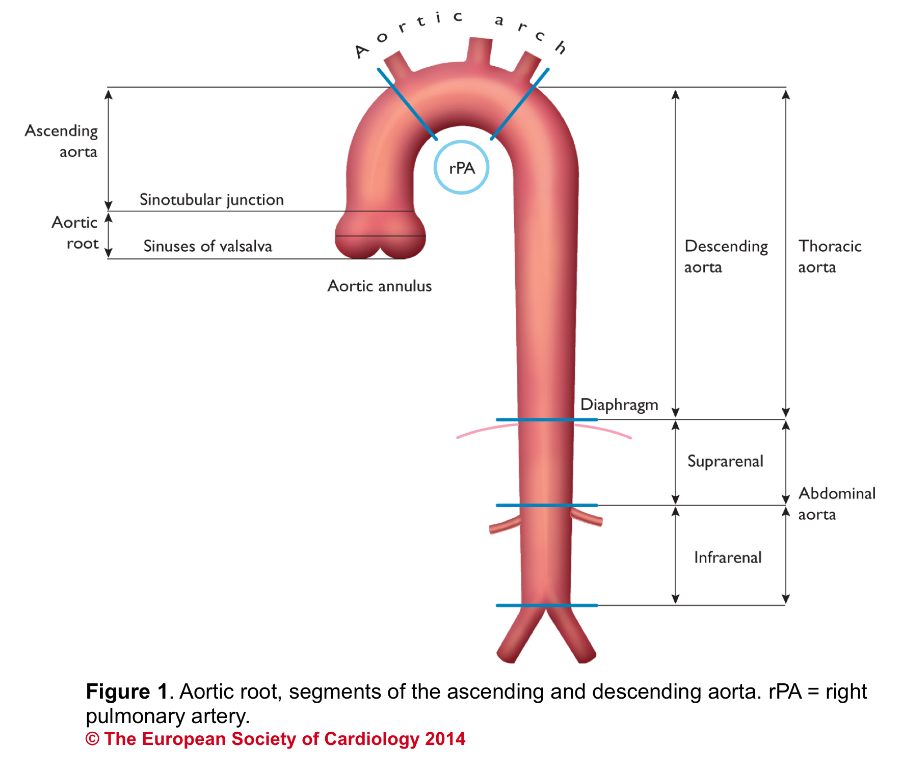 anatomy of aorta