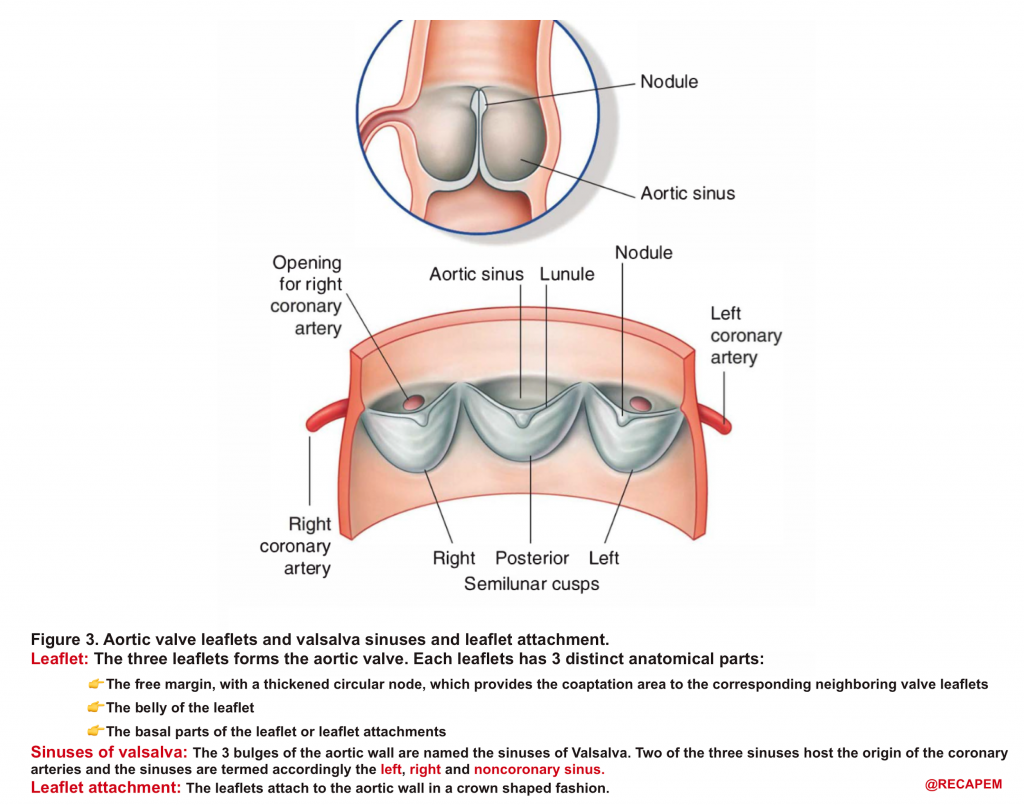 aortic valve leaflet anatomy