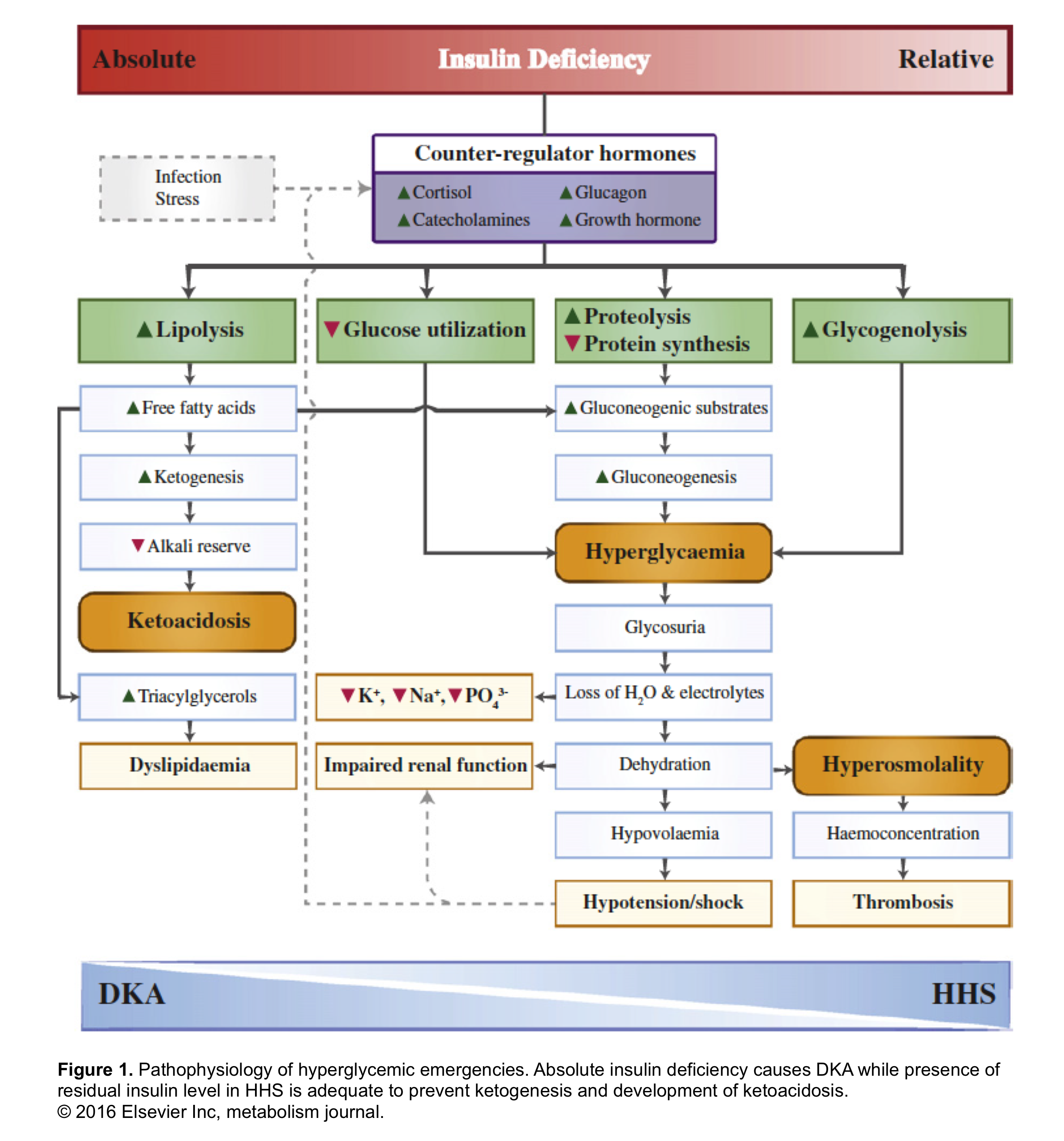 resuscitation-of-adult-diabetic-ketoacidosis-recapem