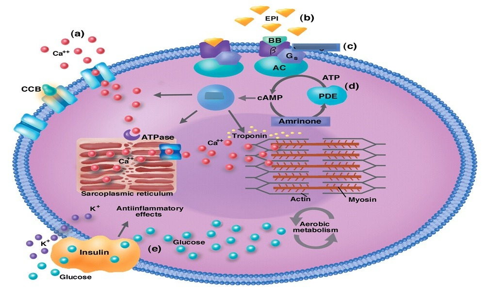 Beta Blocker And Calcium Channel Blocker Overdose RECAPEM