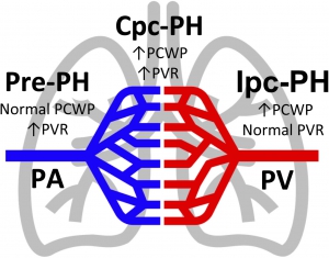 pulmonary hypertension phenotypes