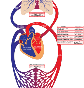 hemodynamic variables